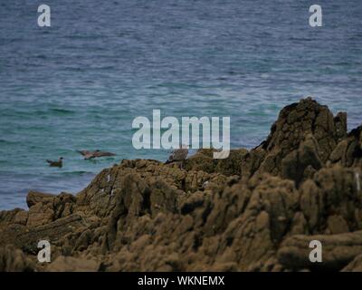 Une mouette marron posée sur onu rocher et deux autres se baignant dans l'océan , un la plage de plouguerneau , altantique , Bretagne Foto Stock