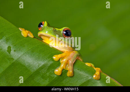 Carino e colorato arancione thighed raganella (Litoria xanthomera) peeking su una foglia di banano. Foto Stock