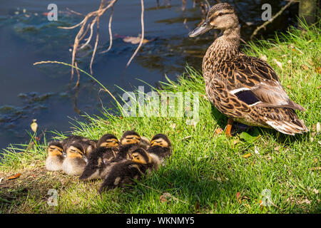 Una femmina di Mallard Duck Anas platyrhynchos a guardare oltre la sua nidiata di anatroccoli dormendo e raggomitolati insieme per il calore in una patch di sole sulle rive o Foto Stock