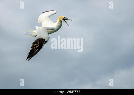 Gannett (Sula bassana) circa di calarsi per pesci Foto Stock