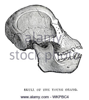 Cranio del giovane orangutan, illustrazione vintage 1884 Foto Stock