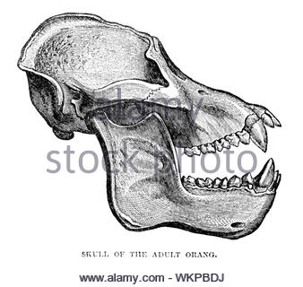 Cranio di adulto orangutan, illustrazione vintage 1884 Foto Stock