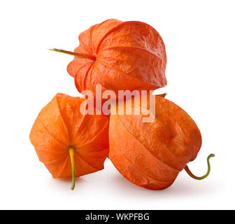 Tre fiori di physalis isolato su uno sfondo bianco Foto Stock