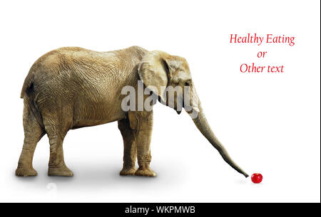 Elefante africano con raggiungimento di un Apple con il suo tronco: nutrizione, dieta salutare mangiare concept Foto Stock