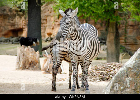 Una vista su una zebra guardando al lato, Equus quagga boehmi Foto Stock