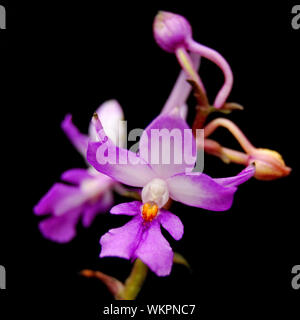 Massa viola orchidee, Calanthe madagascariensis, nativo specie di orchidee terrestri Foto Stock