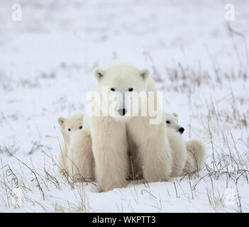 Ella polare-orsa con cuccioli. Il Polar lei-orso con due bambini sulla neve-coperta costa. Foto Stock
