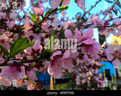 Il nome scientifico è Prunus mume: giapponese albicocca Lima Peru Foto Stock