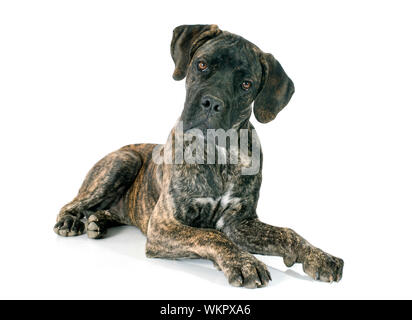 Cucciolo di cane corso di fronte a uno sfondo bianco Foto Stock