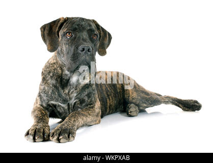 Cucciolo di cane corso di fronte a uno sfondo bianco Foto Stock