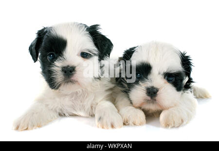 Cuccioli shih tzu davanti a uno sfondo bianco Foto Stock