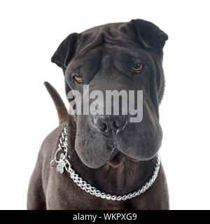 Femmina di shar pei davanti a uno sfondo bianco Foto Stock