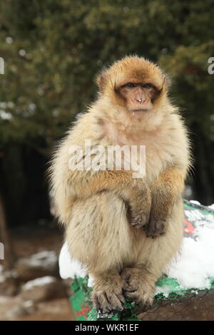 Scimmia di Barbary Foto Stock