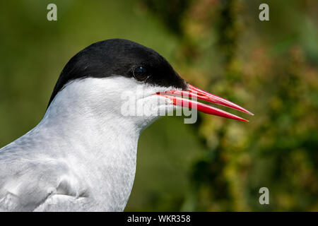 Arctic Tern (sterna paradisaea) ritratto Foto Stock