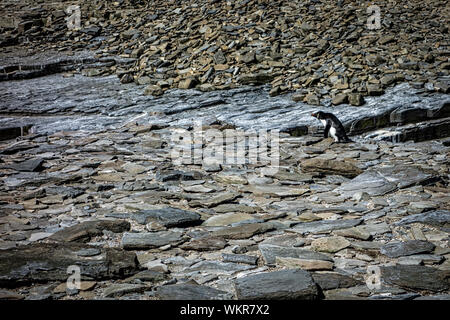 Solitario piccolo pinguino saltaroccia, Eudyptes chrysocome, attraversando una distesa di terreno roccioso, Sea Lion Island, nelle Isole Falkland Foto Stock