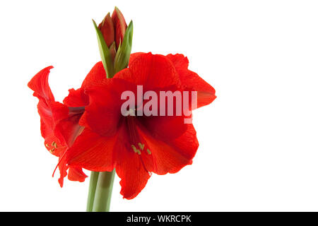 Red Amaryllis con fiori doppi isolato su bianco Foto Stock