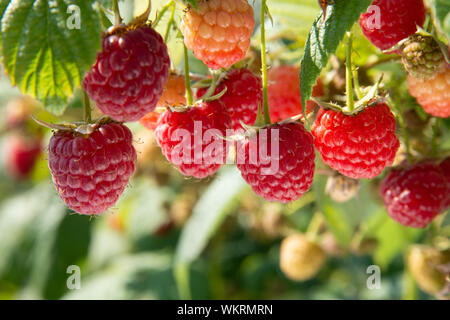 Ramo di fall-cuscinetto lampone con molte bacche rosse Foto Stock