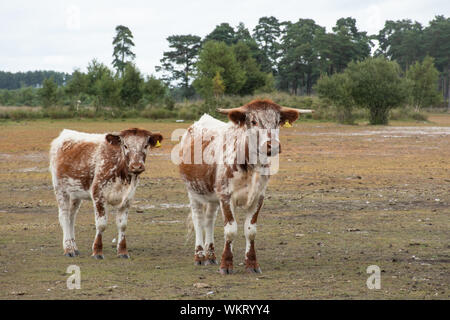 Inglese longhorn bovini (precedentemente chiamato Lancashire bovini), madre e vitello, una razza bruna e bianca, Woolmer Forest, Regno Unito Foto Stock