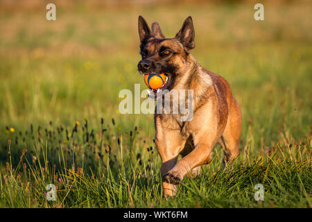 Belga cane Malinois giocare a palla al tramonto Foto Stock