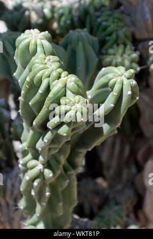 In prossimità di una catena cholla cactus fiorente nel deserto Foto Stock