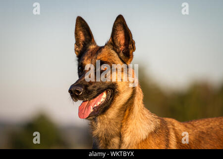 Ritratto di un belga Malinois cane, al tramonto Foto Stock