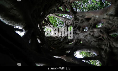 La Liana che ha coperto il tronco del ficus fino alla sua morte in Fiema Boabeng Monkey santuario di Techiman il, Ghana Foto Stock