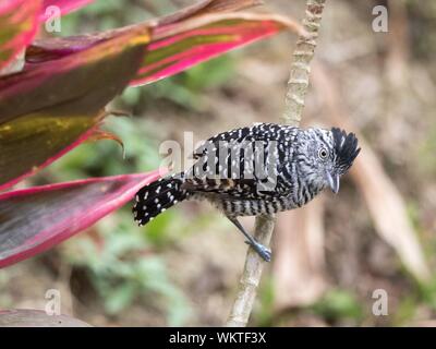 Bloccate Antshrike (Thamnophilus doliatus) Foto Stock