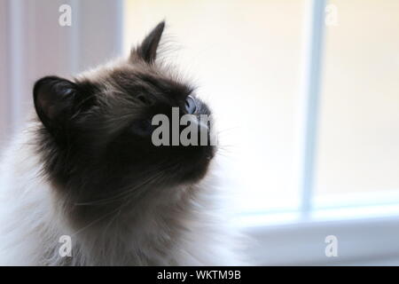 Ragdoll gatto di casa fissando nello spazio Foto Stock