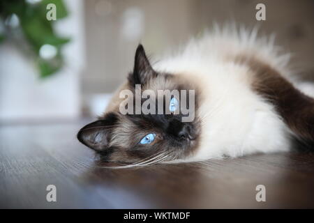 RagDoll gatto di casa in appoggio sul pavimento Foto Stock