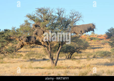 Albero Camelthorn con socievole tessitore nido comunitario Foto Stock