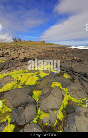 Il castello di Dunstanburgh dalla costa rocciosa sulla costa di Northumberland percorso nei pressi di Craster, Northumberland, Inghilterra, Regno Unito. Foto Stock