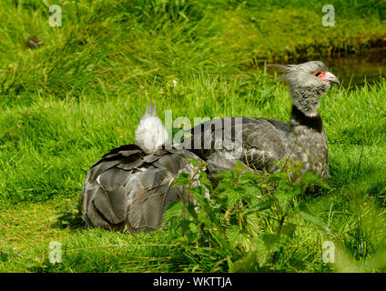 Crestato meridionale Screamer nome latino Chauna torquata Foto Stock