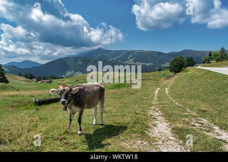 Mucca in un prato alpino in Italia Foto Stock