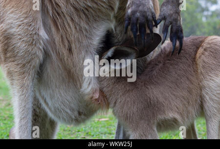 Kangaroo Baby è bere delle madri pouch - closeup, Queensland, Australia Foto Stock