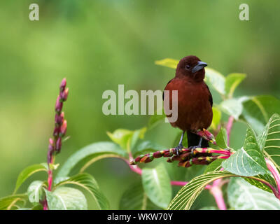 Argento-fatturati Tanager (Ramphocelus carbo) Foto Stock