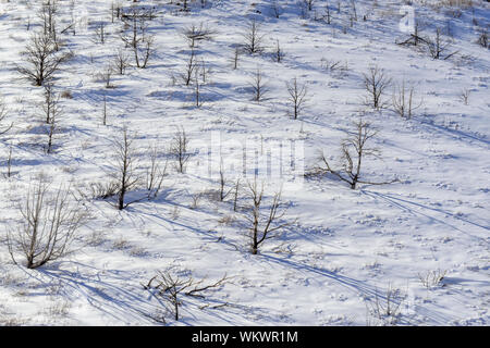 Alberi bruciati in inverno sulle pendici delle montagne La Sal, Manti La Sal National Forest, Utah, Stati Uniti d'America Foto Stock