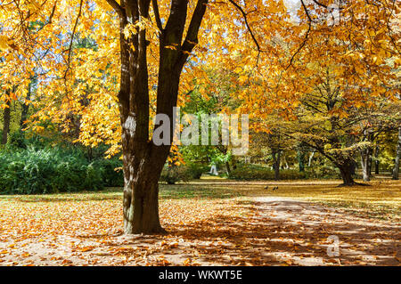 Albero con foglie di colore arancione durante la stagione autunnale nel Parco Lazienki Varsavia Foto Stock