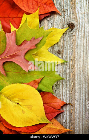 Telaio del variegato di foglie di autunno isolati su rustico sfondo di legno Foto Stock