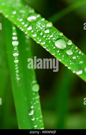 Grosse gocce di acqua sul verde erba, macro Foto Stock