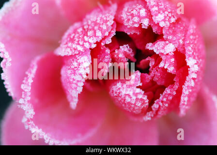 Macro di un rosa rosa ricoperta da brina mattutina Foto Stock