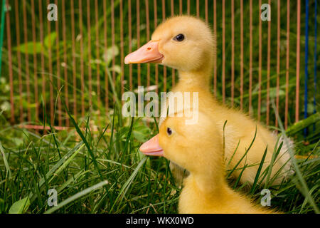 American pekin anatroccolo o Long Island Ducks giocando in erba del cortile Foto Stock