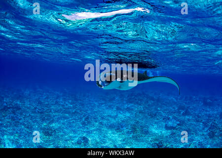 Manta Ray Foto Stock