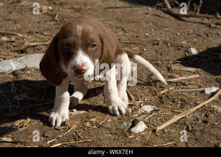 Un cucciolo vaganti nel villaggio abbandonato di Souskioú, Distretto di Paphos, Cipro Foto Stock