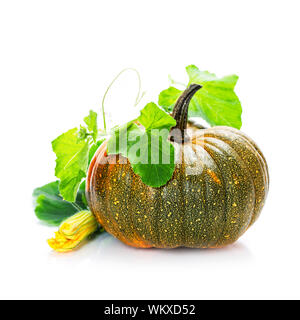 La zucca su sfondo bianco Foto Stock