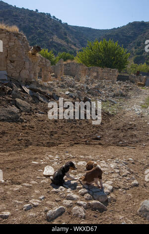 I cuccioli nel villaggio abbandonato di Souskioú, Cipro Foto Stock