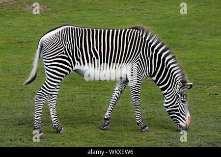 Grévy's zebra - imperial zebra - Equus grevyi pascolo Foto Stock