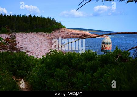 La boa appeso a un albero in Highlands National Park. Foto Stock