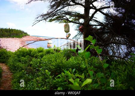 Boe appeso a un albero in Highlands National Park. Foto Stock