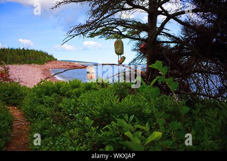 Boe appeso a un albero in Highlands National Park. Foto Stock