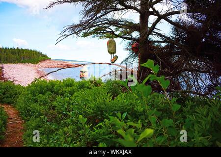 Boe appeso a un albero in Highlands National Park. Foto Stock